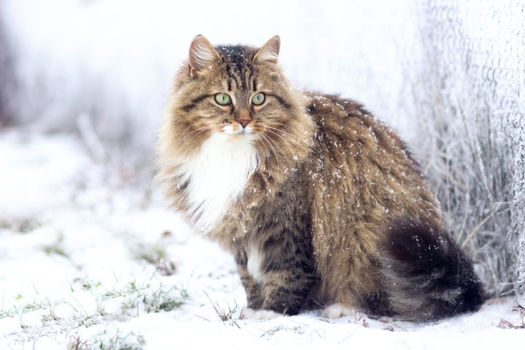 Серебряная кошка сибирской породы у окна — Стоковое фото 