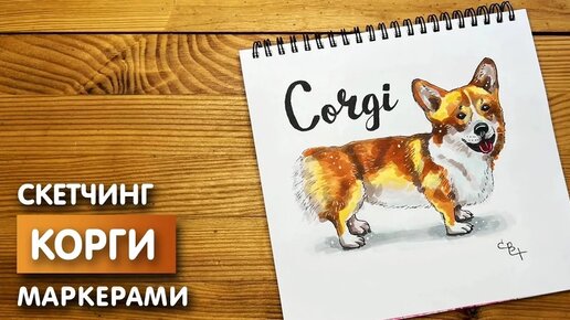 Стандарт вельш корги пемброк