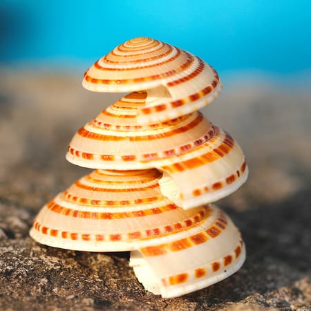 Скачать Sea Shell Live Wallpaper для Андроид APK 2