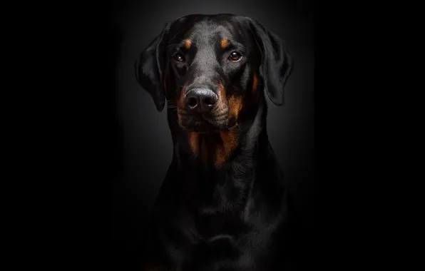 Doberman posters & prints by Decker Studios