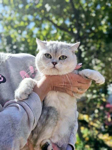 Шотландский прямоухий полосатый 