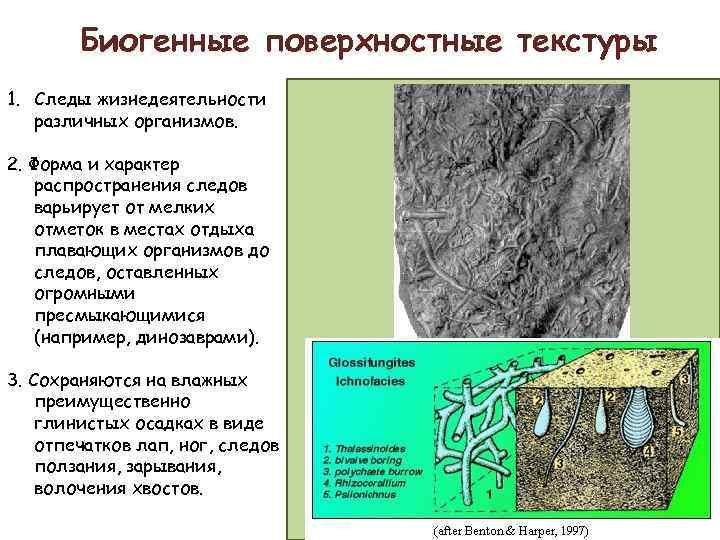 Презентация на тему