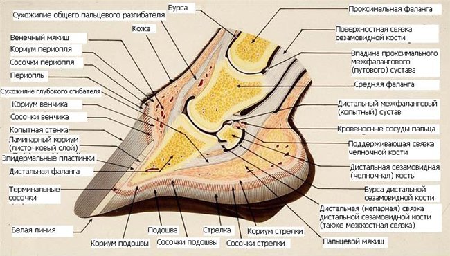 Рисунок 2020 