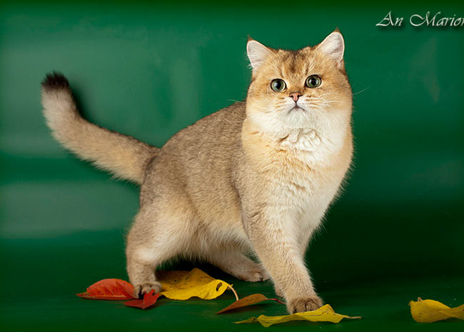 Британские и Шотландские кошки 