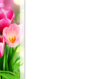 pink, flowers, tulips 