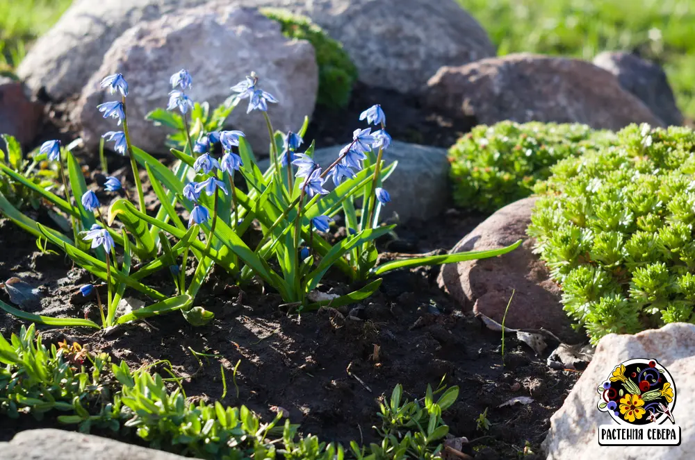 Пролеска двулистная Scilla bifolia 