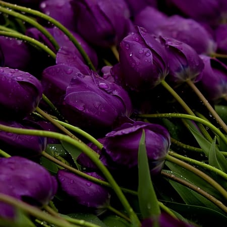 Purple flowers 