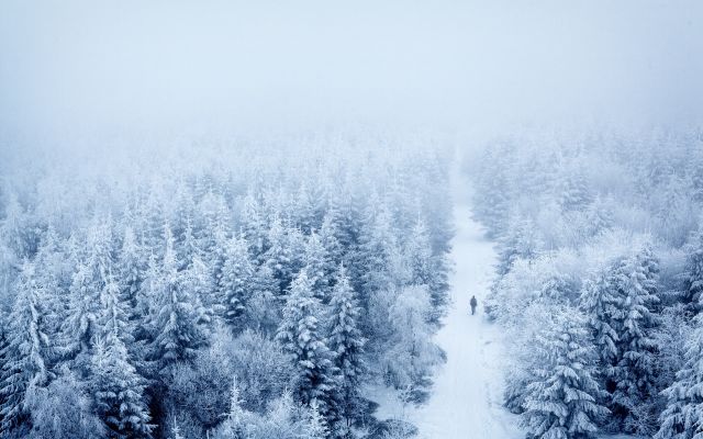 Плакат Лес в тумане купить на стену в арт-галерее DasArt онлайн