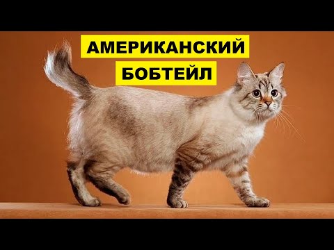 Кошка Американский керл American curl cat