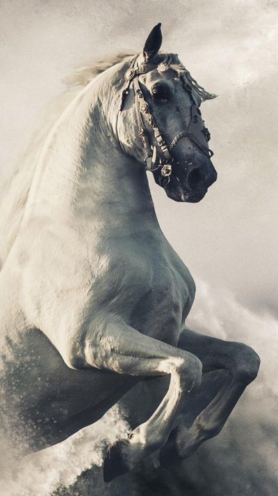 1080x1920 Stallion Wallpapers for 