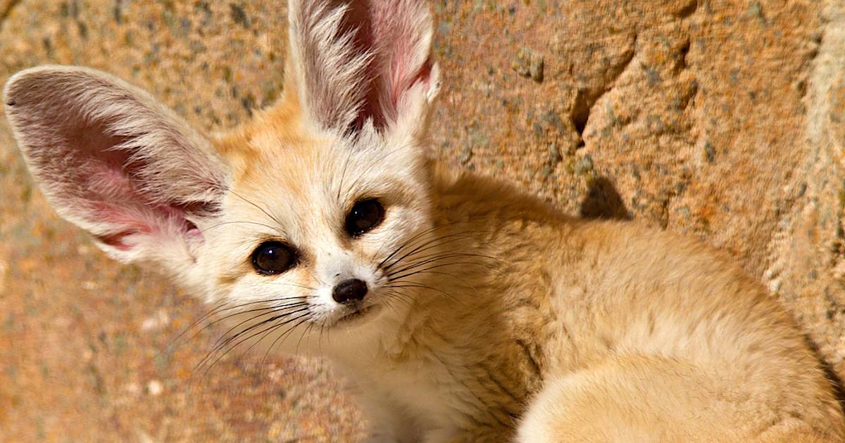 What does the fennec fox do in the house