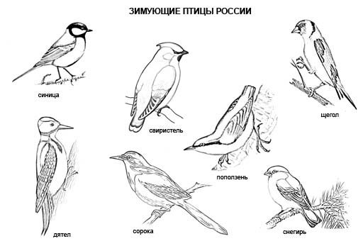 Раскраски Перелетные птицы распечатать