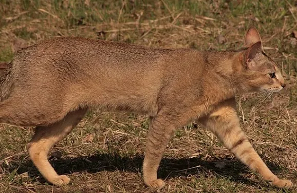 Чаузи кошка фото и описание породы Chausie cat