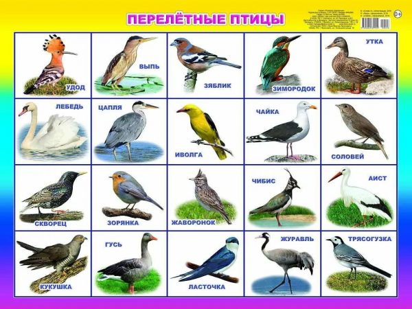 Детский сад комбинированного вида №7 г