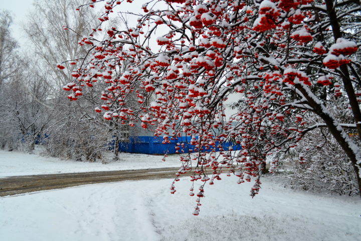 Рябина красная рисунок