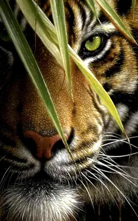 Free Tiger Wallpaper For Your Phone