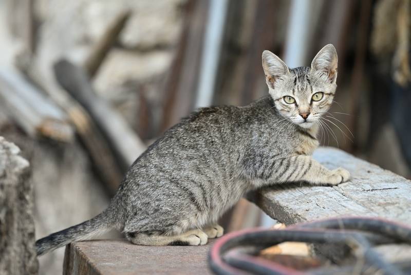 Окрасы бенгальских кошек