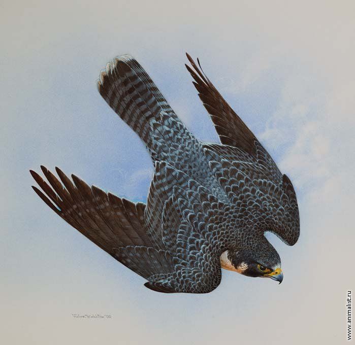 Сапсан Falco peregrinus