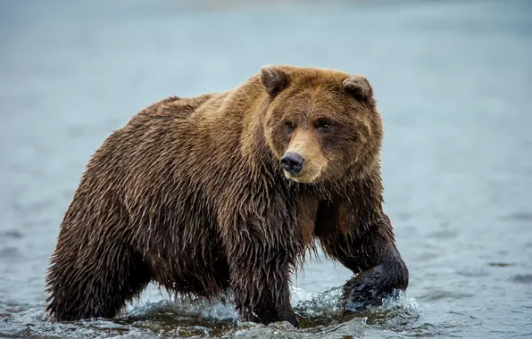 Обои ВОДА, МЕДВЕДЬ, ЛАПЫ, СТОЙКА 