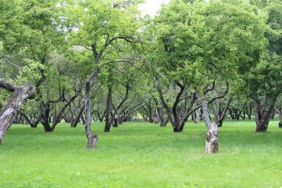 Apple orchard