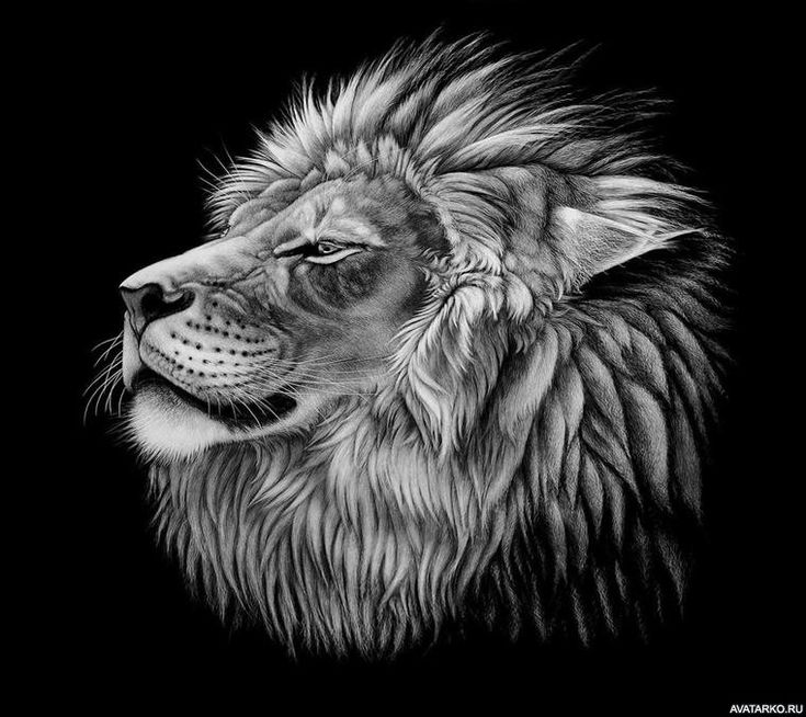 Black and White Lion 