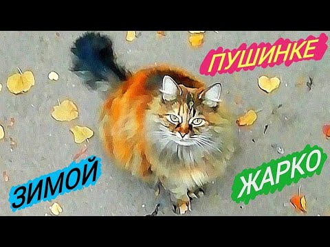 Десятки котов в квартире без еды