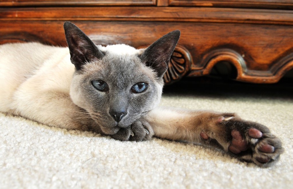 Белая сиамская кошка Короткошерстный форинвайт / Siamese 