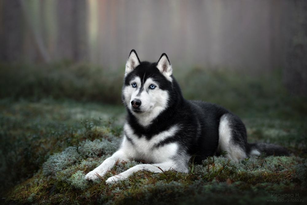 Gray Siberian Husky Cute Puppy 