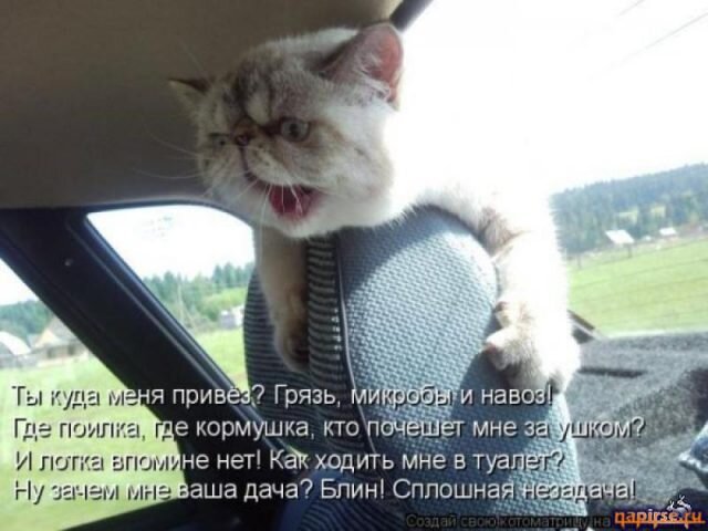 Милые Авы С Котами Живые 