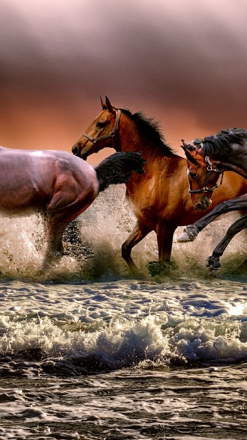 Horse 3d wallpapers