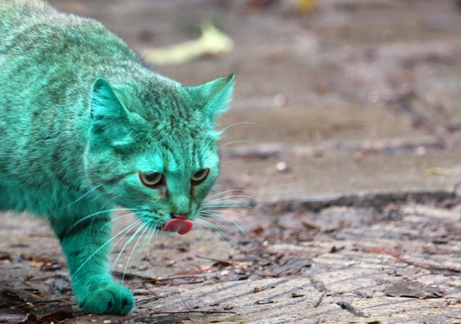 Наполнитель для туалета кошек CAT STEP TOFU ЗЕЛЕНЫЙ ЧАЙ 