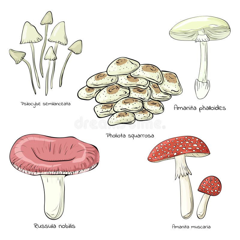 Грибное Искусство Изображения – скачать бесплатно на Freepik