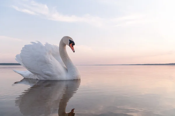 Обои вода, пара, лебеди на телефон и рабочий стол, раздел 