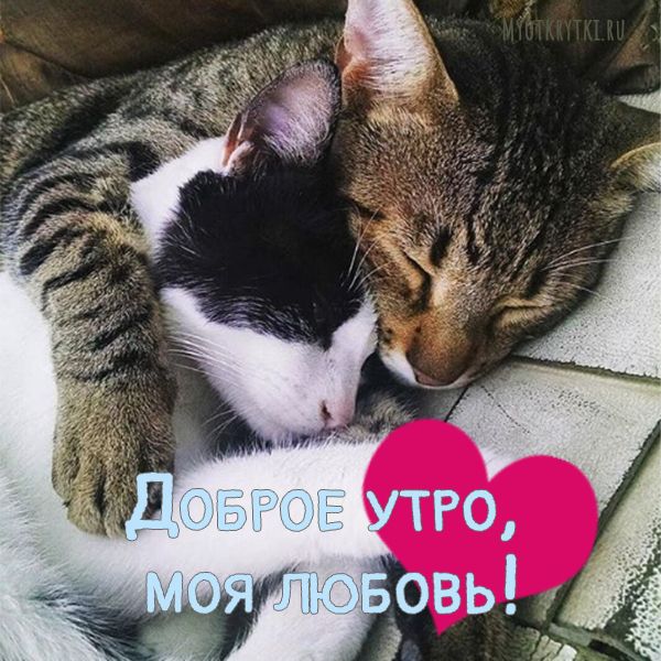 Открытка Доброе утро! рыжие кошки