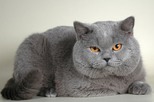 Британская кошка British shorthair