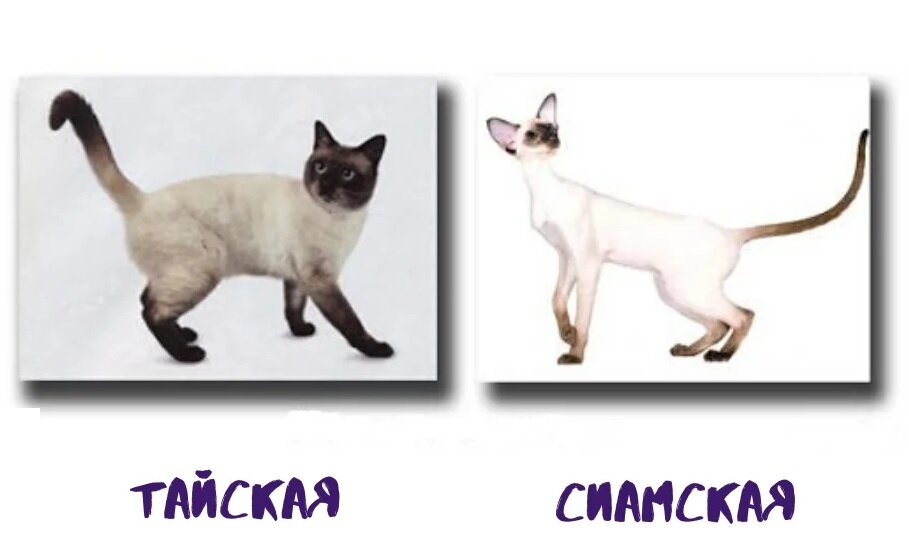 🐱Сиамская и тайская кошка