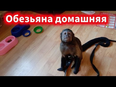 Маленькие обезьянки