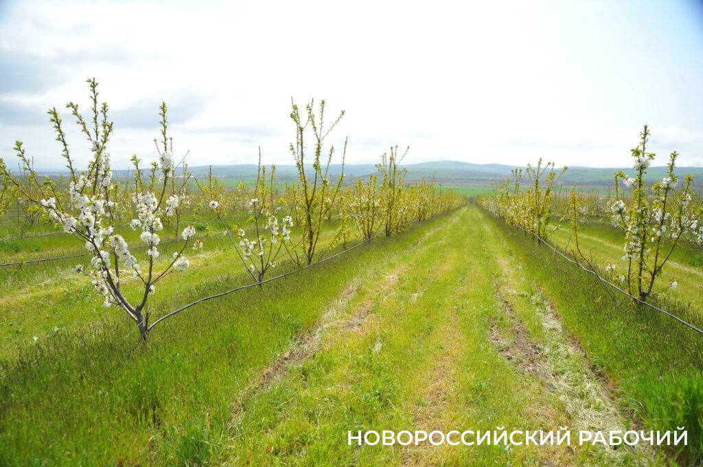 В центре Сочи расцвел черешневый сад