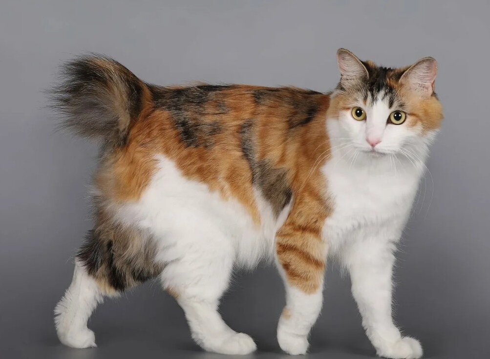 Siberian cats 💕 Сибирские котята ❤️ 