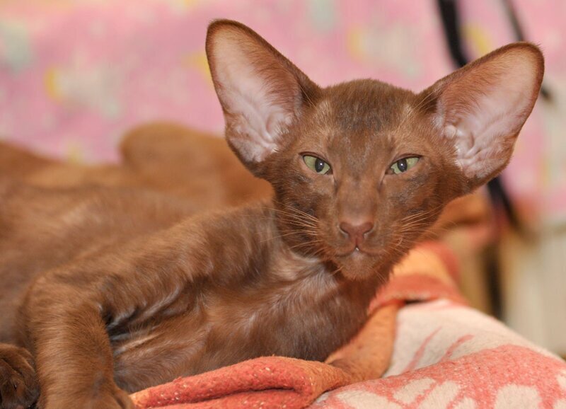 Cinnamon Oriental Cat