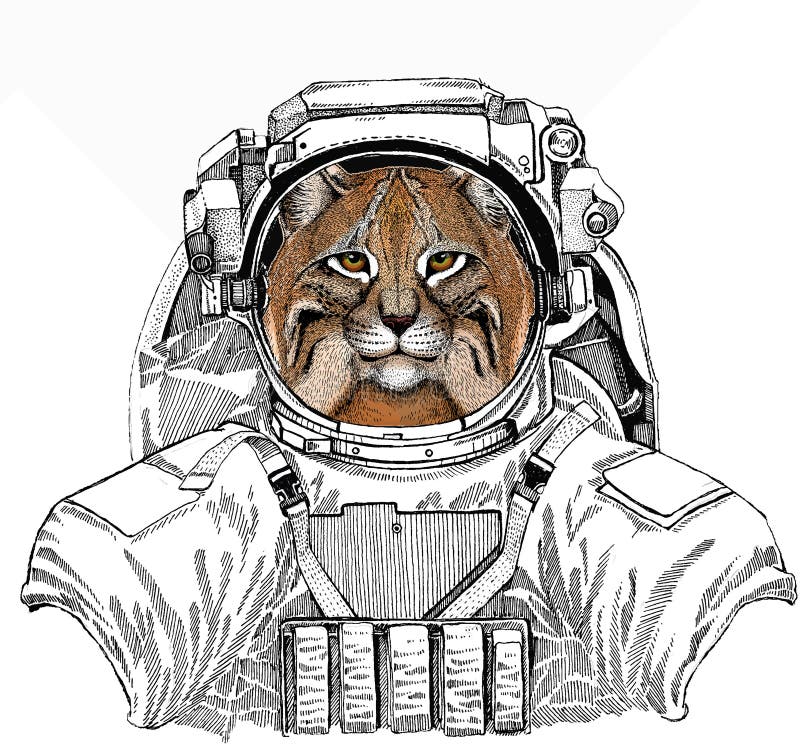 Скачать картинки Cat astronaut, стоковые фото Cat astronaut в 