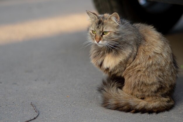 Породы кошек, о которых вы могли и не 