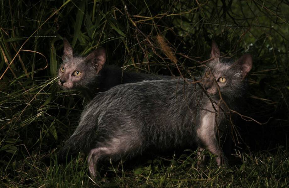 Ликой Lykoi кошка оборотень, в 