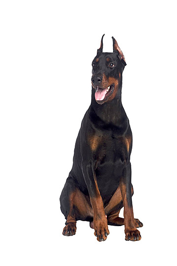 Dobermann Images – Browse 71,559 Stock Photos, Vectors, and 