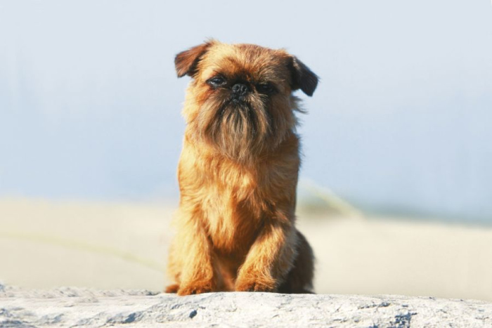 Скачать картинки Belgian griffon, стоковые фото Belgian 