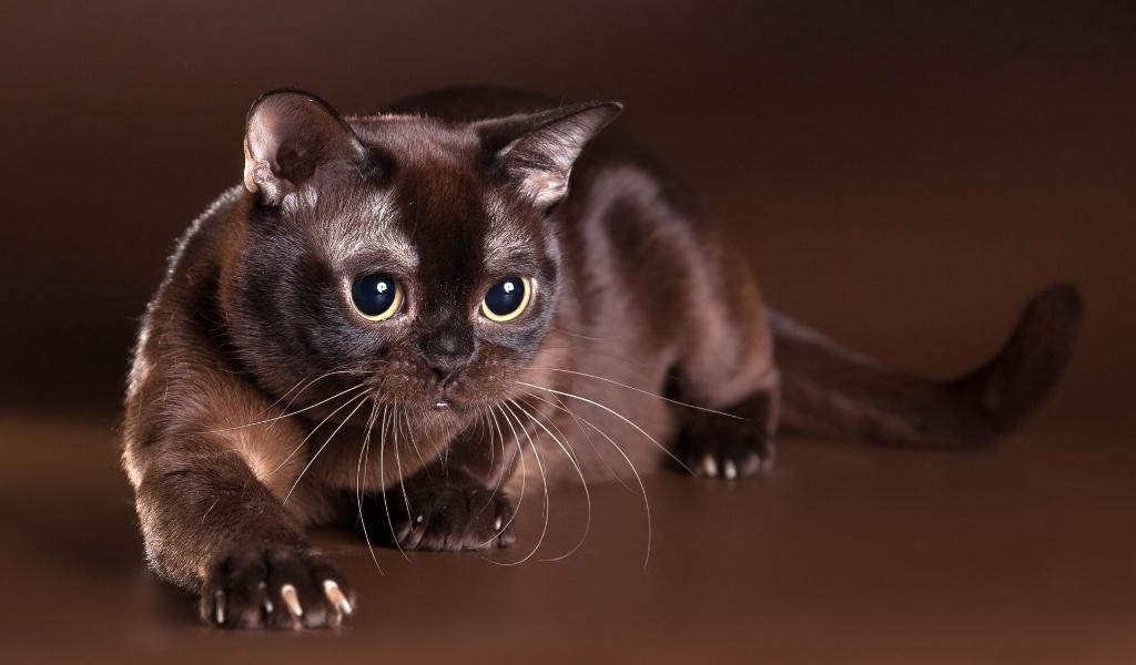 Burmese Cattery 