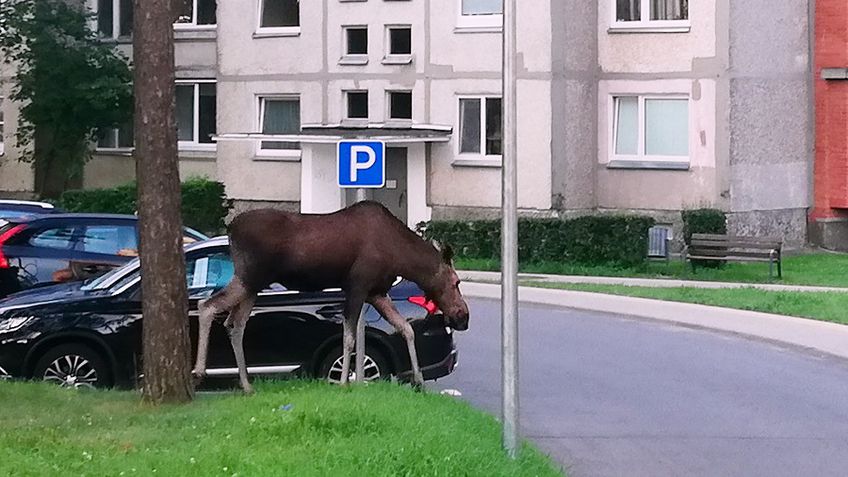 Лоси в городе