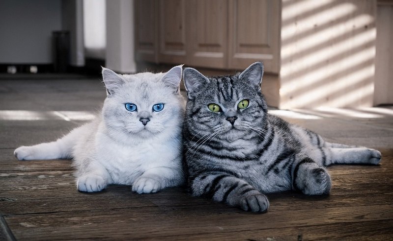 Стрижка британских кошек в салоне 