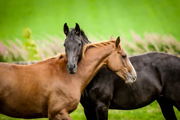 Beautiful arabian horses