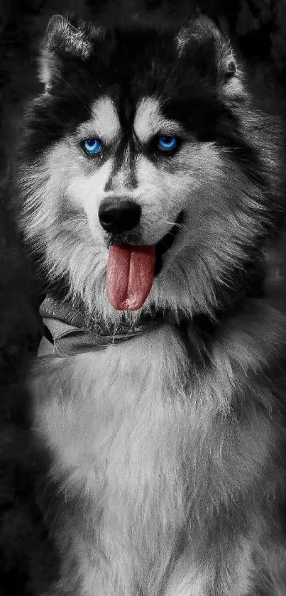 HD husky wallpapers 